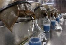 Saiba qual animal descoberto pela Ciência que mais ajudou a salvou vidas humanas até hoje