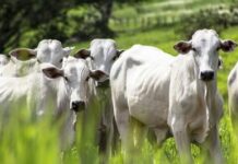 MPF firma acordo pela pecuária sustentável com Frigorífico Amazonas