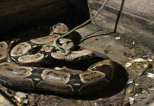 Cobra é encontrada por moradores dentro de lixeira no Amazonas