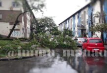 Trânsito fica congestionado após arvores caírem na zona centro-sul de Manaus