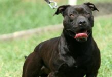 Mulher é atacada por pitbull na capital