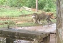 Onça-pintada ataca e devora cachorrinho da raça poodle; veja vídeos