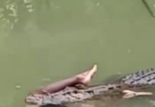 Bizarro: Jacaré gigante aparece carregando corpo de homem na boca