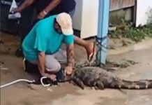 Jacaré surge em igarapé e assusta moradores do bairro da Paz; veja vídeo