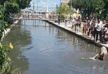 Sereia de Manaus: artista posar de sereia na rua alagada na capital; veja vídeo