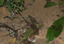 Com o pé fora da cova, corpo é encontrado no Puraquequara; imagens fortes