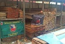 Policia Ambiental apreende carga de madeira e duas toneladas de pirarucu ilegal