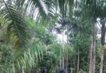 Populares encontram corpo em avançado estado de decomposição em área alagada; veja vídeo