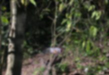 Veja momento em que homem é executado por entregar drogas de traficantes; imagens fortíssimas