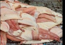 Duas toneladas de pescado ilegal é apreendido no porto São Raimundo