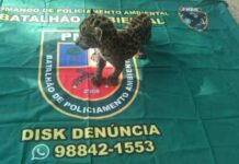 Filhote de onça pintada é resgatado em Nova Olinda do Norte