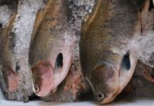 Peixes comercializados nas feiras da ADS seguem boas práticas de manejo e são saudáveis para consumo