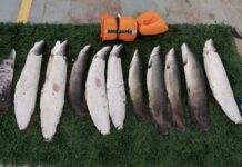 Mais de 50 quilos de pescado ilegal são apreendidos por policiais da Base Arpão