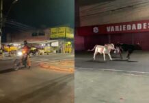 Bois são flagrados desfilando em plena zona Leste de Manaus; veja vídeo