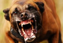 Jovem ameaça arrancar cabeça da tia e jogar aos cachorros em Manaus