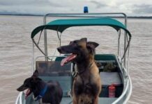 Cadela policial morre ao lutar com onça que invadiu acampamento policial no AM