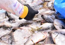 Prefeitura de Rio Preto da EVA faz distribuição de peixe para população na Semana Santa