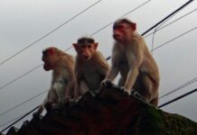 Macacos sequestram bebê de quatro meses e o jogam do telhado de prédio de três andares