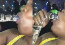 ‘Deusa do oral’ coloca cobra dentro da boca para conseguir clientes para cabaré; veja vídeo