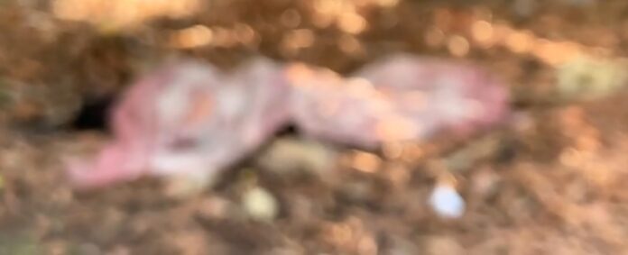 Captura-de-tela-2022-08-31-082003-696x283