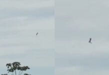 Eita! Paraquedista rodopia no ar após paraquedas não abrir em Manaus; veja vídeo