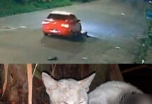 CRUELDADE: Cachorrinha é atropelada e gatinha é queimada viva em motor de veículo em Manaus