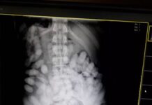 Polícia do AM detém trio suspeito de esquema de transportar drogas em “mulas” para Europa