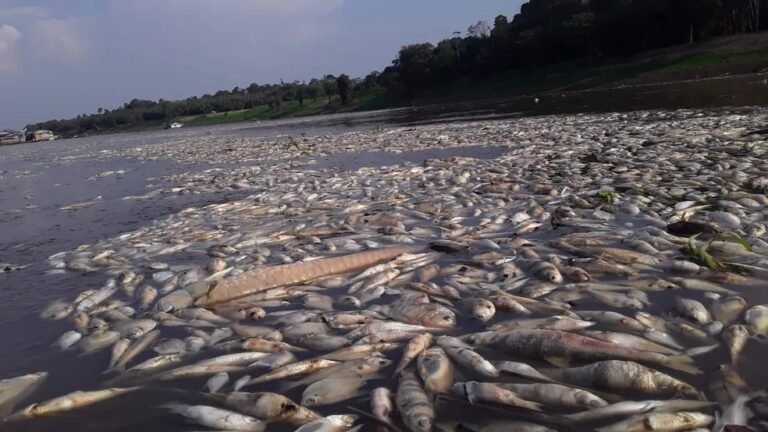 Seca dos rios causa a morte de vários peixes por falta de oxigênio nas águas