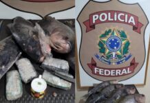 Polícia Federal “pesca” tambaquis recheados de cocaína no interior do AM