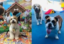 Mulher é acusada de maus-tratos ao jogar seus cachorros por cima do muro de casa Manaus