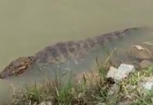 Pescador tem o braço dilacerado por jacaré em pescaria no AM