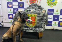 Mulher é presa com droga avaliada em R$ 750 mil