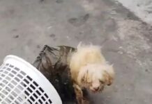 VÍDEO: Dois cachorros são deixados amarrados em sacos plásticos na entrada de um beco no Coroado