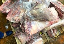 Supermercado na zona Sul de Manaus é flagrado com 1,6 toneladas de carne podre em seu frigorífico