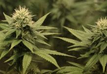 Uso diário de maconha aumenta risco de infarto e derrame, mostra estudo