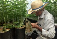 Confira medidas para combater a dengue em propriedades rurais do Amazonas