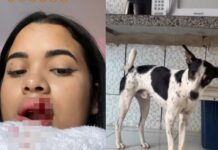 Blogueira beija cachorro na boca e tem parte do lábio arrancado pelo animal