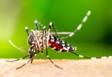 Crise! Brasil bate recorde histórico de mortes por dengue
