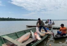 Município de Juruá ganha novo acordo de pesca com benefício para mais de 450 pescadores