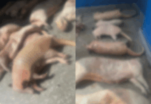 Polícia Civil do Amazonas prende homem por comercializar carne de caça de animais silvestres em Manaus