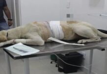 Homem é preso após ser flagrado dando uma facada em um cachorro em Manaus