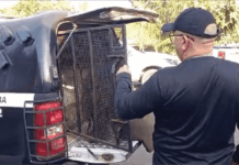 Casal é preso por roubo e extorsão ocorrido no município de Iranduba