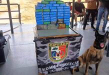 Cadela policial encontra 60 quilos de cocaína escondidos em mala