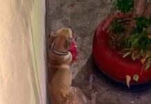 Homem é denunciado por vizinhos após dar terçadadas em cachorro no Jorge Teixeira