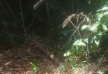 Moradores do Ramal do Canarinho na AM 010 encontram C0rp0 em decomposição