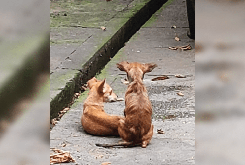 animais Após denúncias, Polícia Civil prende homem por maus-tratos contra cinco cachorros no bairro Cachoeirinha