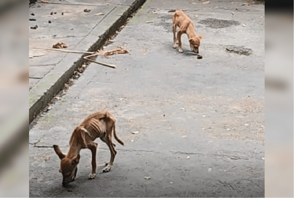 cachorrinhos Após denúncias, Polícia Civil prende homem por maus-tratos contra cinco cachorros no bairro Cachoeirinha