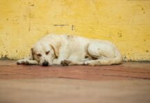 MP-AM instaura procedimento para acompanhar políticas públicas de bem-estar animal em Careiro da Várzea