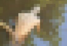 C0rp0 é encontrado boiando em igarapé na zona Oeste de Manaus