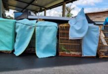 Ipaam e Batalhão Ambiental da PM autuam três pessoas por passarinhar ilegalmente em Iranduba